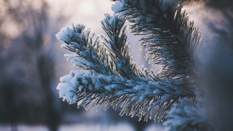 Синоптики Житомищини прогнозують сніг та ожеледицю 11 січня